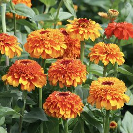 Zinderella Orange, Zinnia Seeds